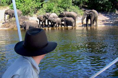 Elephants in Chobe River Boat Cruise in Chobe National Park, Botswana